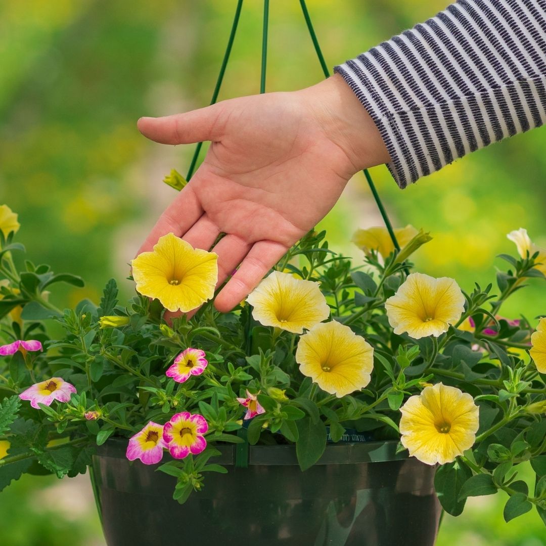 Combo – Great Escape – 10″ Hanging Basket